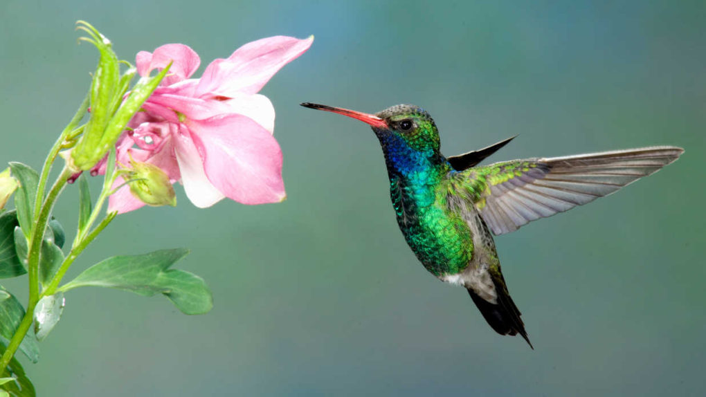 Hummingbird